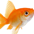 Existing Emote